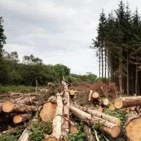植树造林本是好事，为何爱尔兰人不乐意？原因竟然很有道理