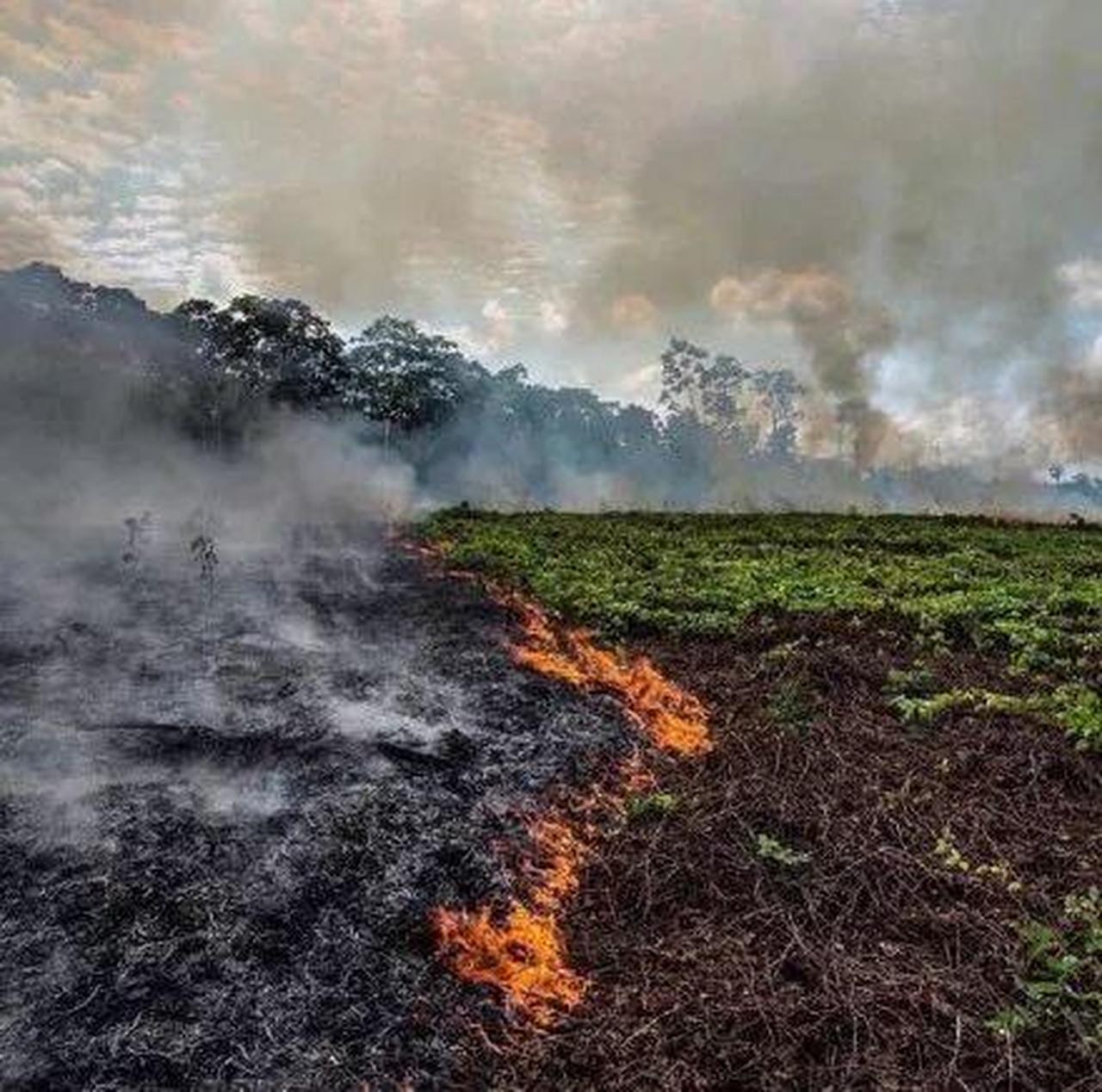 亚马逊雨林大火烧了近三周！巴西总统还在和环保组织打嘴架？！