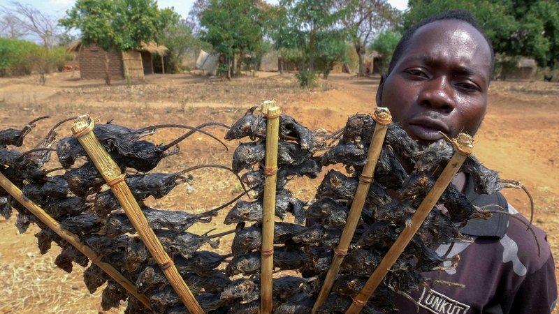 疫情下的马拉维，东南非洲国家的烤田鼠串了解一下？