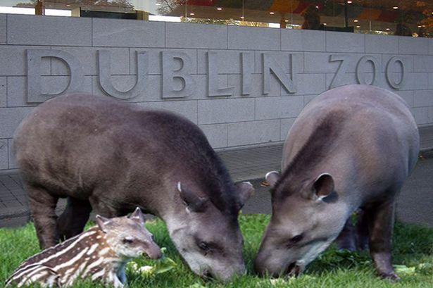 Dublin Zoo ordered to pay â¬5k to charity after brave tot and mum ...