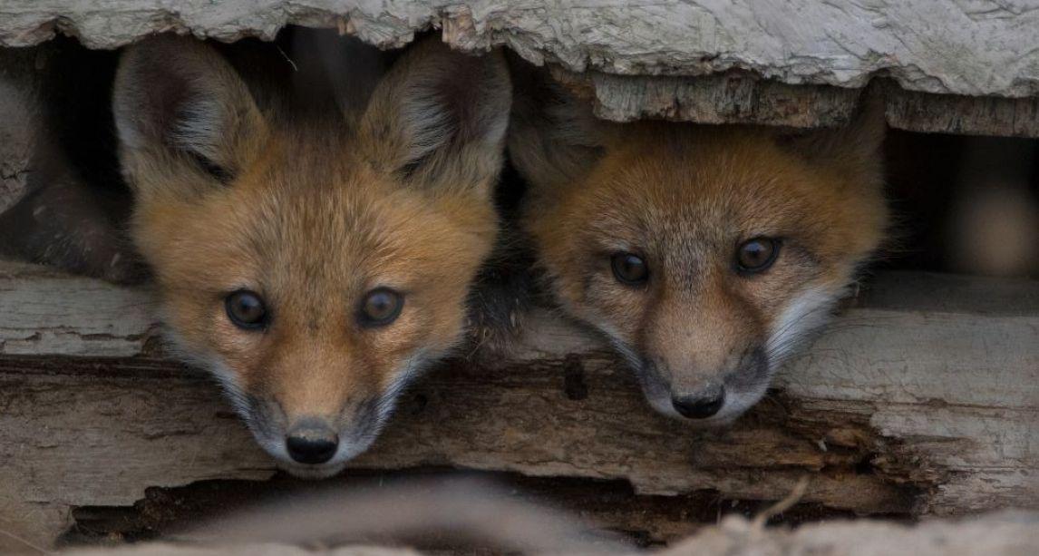 疫情期间做什么？在爱尔兰，你可能有机会养几只小狐狸