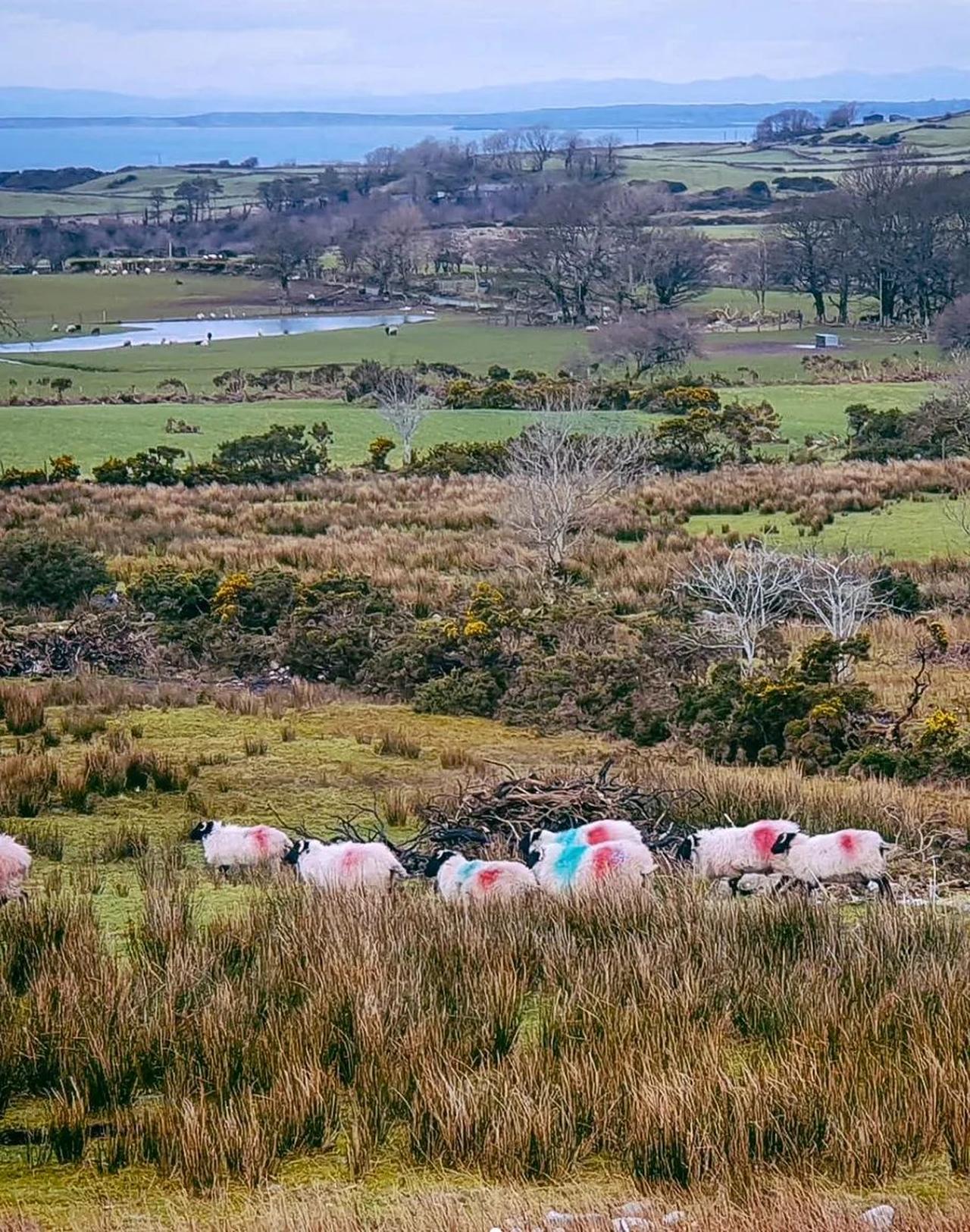 当春遇上爱尔兰，你是否“春”心荡漾？