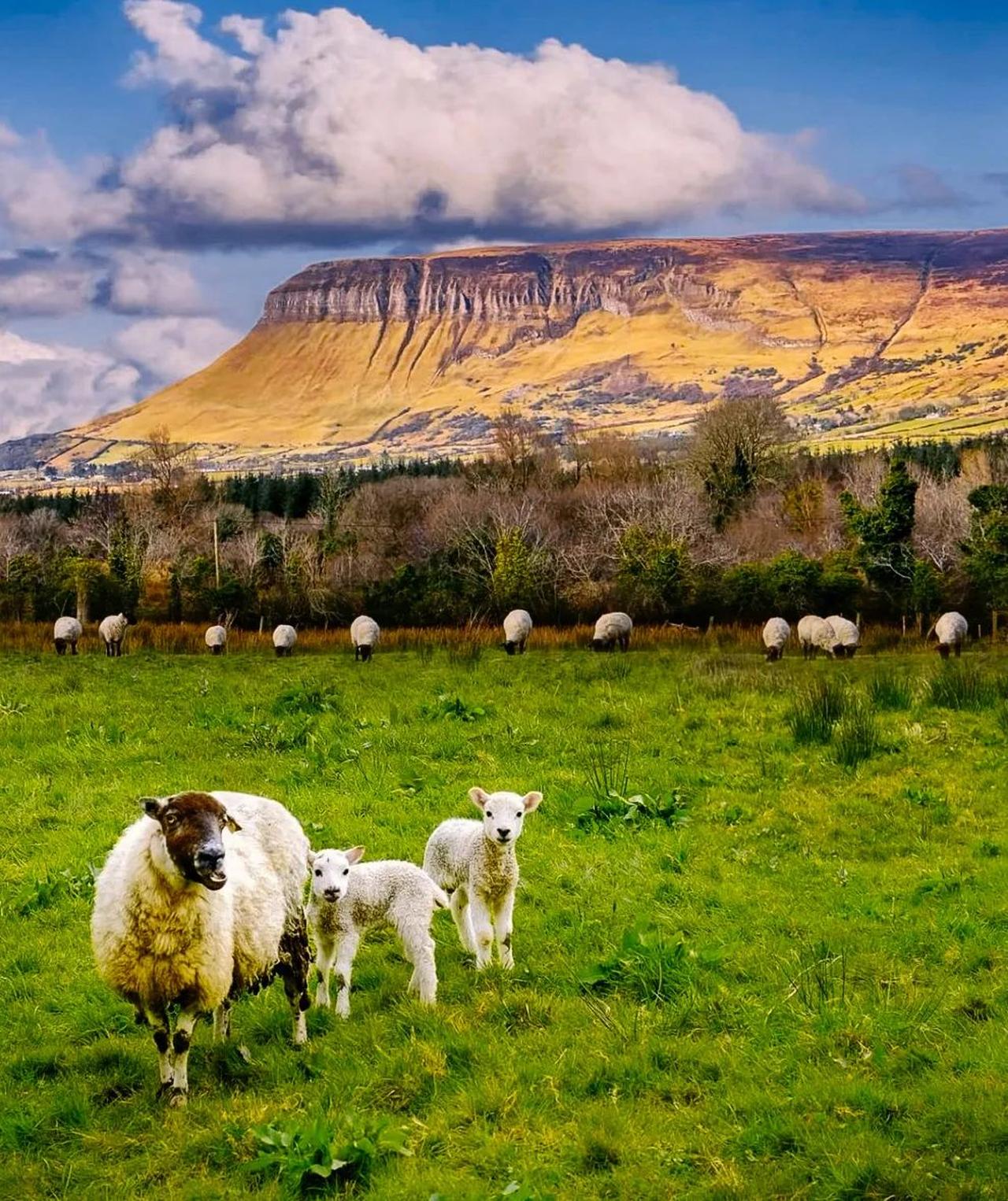 当春遇上爱尔兰，你是否“春”心荡漾？