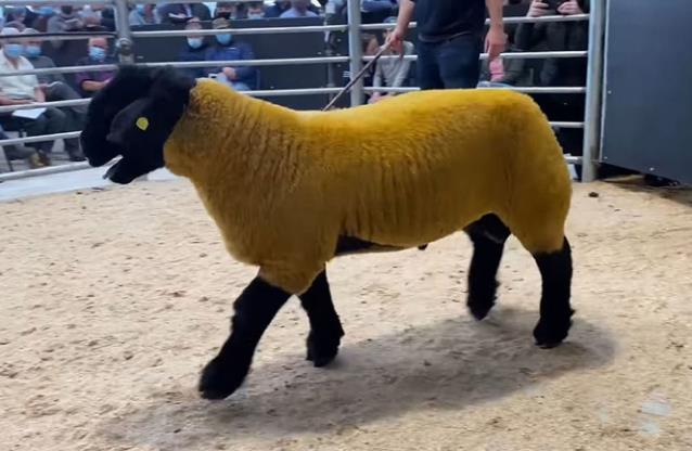 爱尔兰的一只羊咩咩居然拍出4.4万欧元天价，破该国公羊拍卖纪录