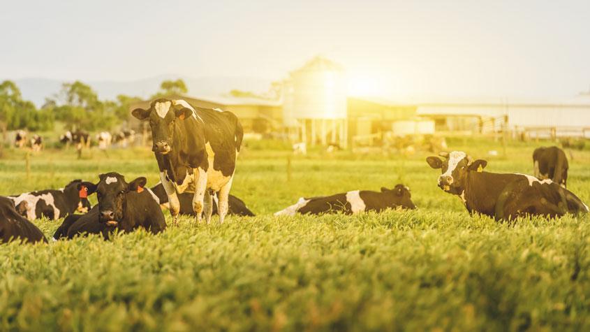 45%的爱尔兰人认为应该限制或减少奶牛数量，以应对气候变化