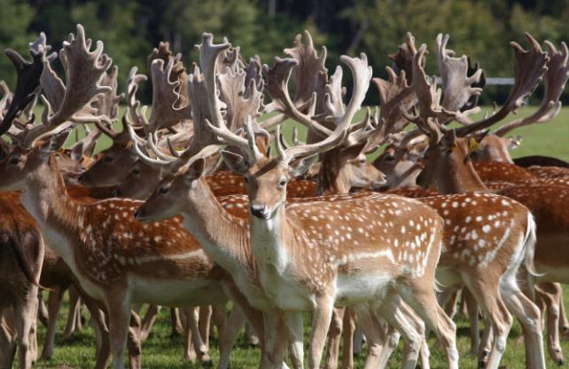 本周，都柏林凤凰公园内有34头鹿被捕杀