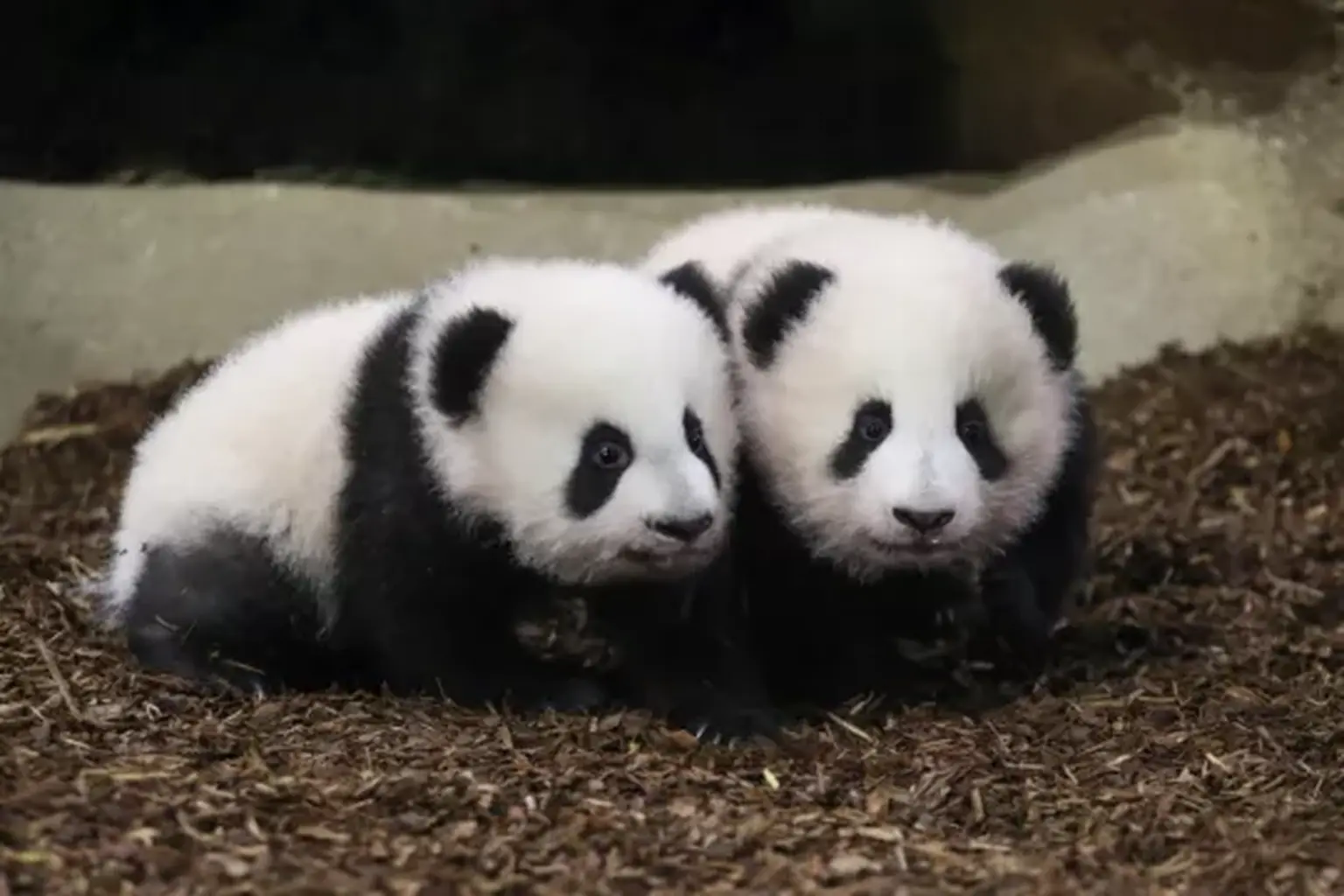 在法国动物园，一对大熊猫宝宝首次在公开场合迈出了第一步