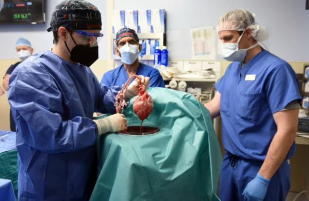 美国外科医生将猪心脏移植到人类病人体内，这在医学上属首例
