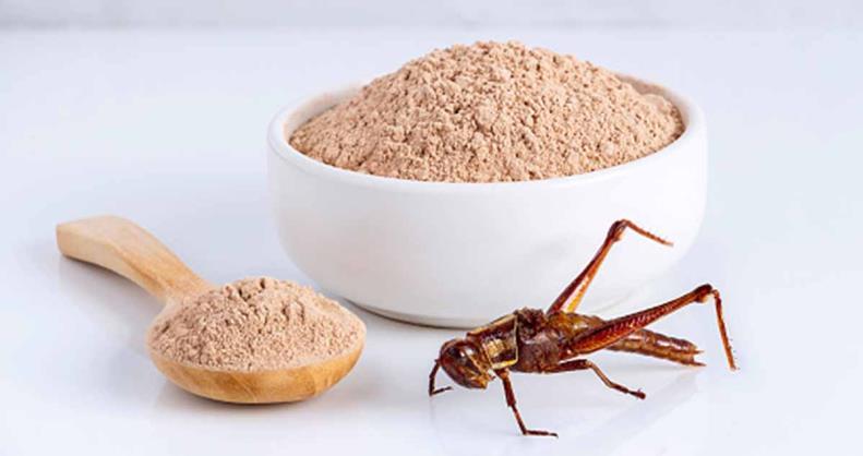 欧盟允许生产商在意大利面和谷类食品中添加【蟋蟀】