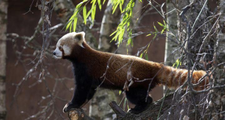 都柏林动物园为小熊猫和雪豹开设了新的喜马拉雅风格栖息地