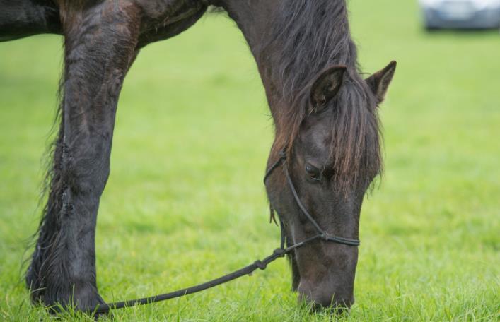 自2020年以来，爱尔兰屠宰了近3,000匹纯种马