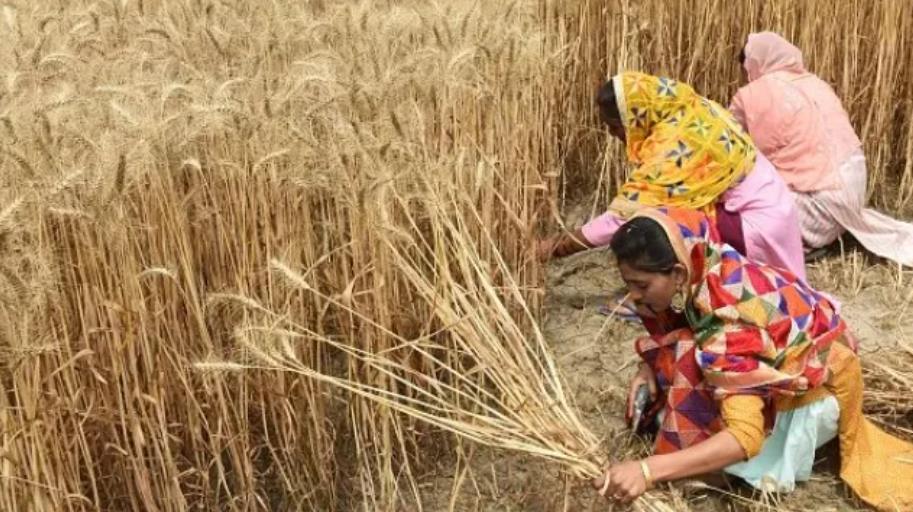 印度出口禁令加剧供应紧张，全球小麦价格飙升