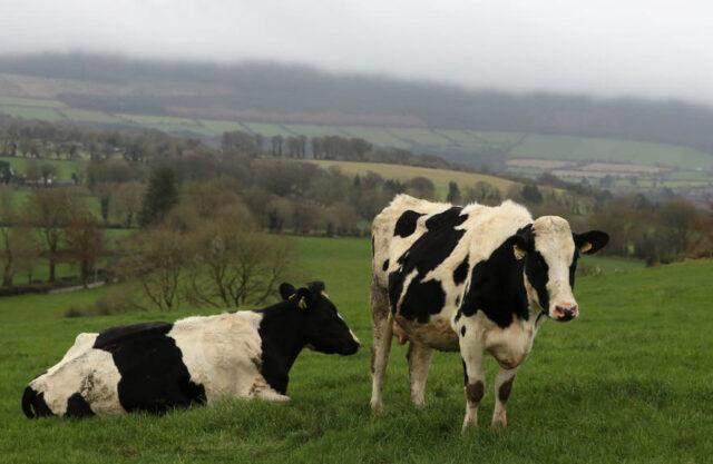 爱尔兰乳制品、肉类和谷物生产商面临“显著”的价格上涨