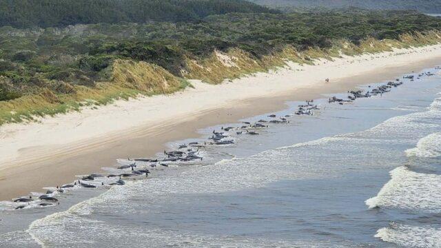 大约200头领航鲸在澳大利亚海滩上搁浅后死亡