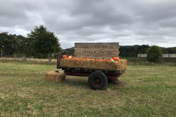 0_Clissman-Pumpkin-Patch-in-County-Wicklow