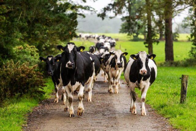 爱尔兰奶农的非凡之年，夏季牛奶价格从欧盟第9名上升到第3名