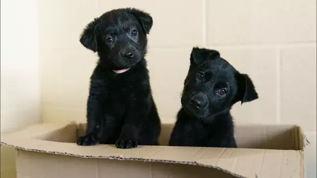 3周内收到54只小狗，爱尔兰流浪狗慈善机构呼吁爱狗人士提供寄养