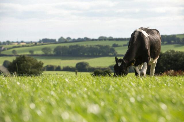 爱尔兰独特的土壤传感器技术将有助于减少化肥的使用