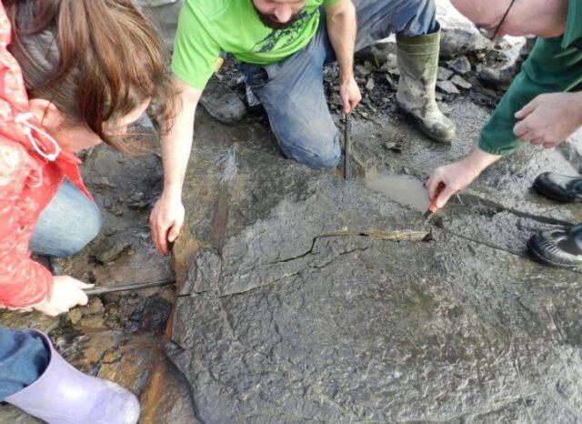 在爱尔兰东南部海岸发现了一组3.5亿年前的海胆化石
