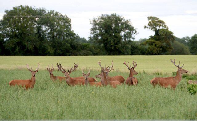 在2021/2022狩猎季，爱尔兰野生鹿被猎杀的数量创纪录