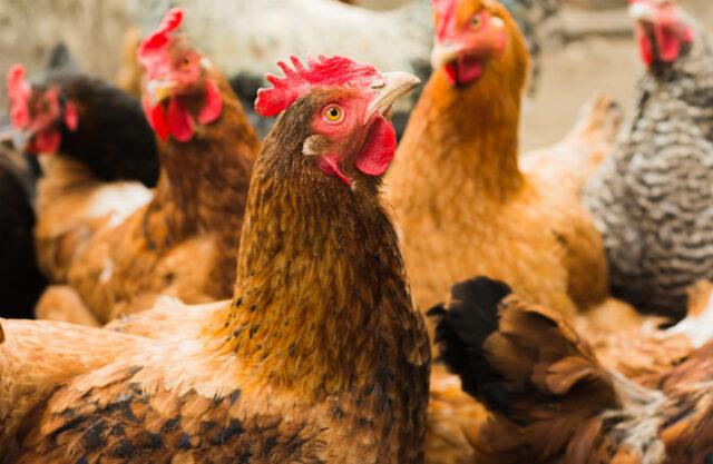 爱尔兰8个家禽群被证实对沙门氏菌呈阳性反应