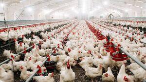 爱尔兰第9个家禽养殖场爆发沙门氏菌疫情