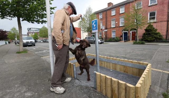 都柏林市中心北部开设了一处小狗厕所，以打击犬类排便污染问题