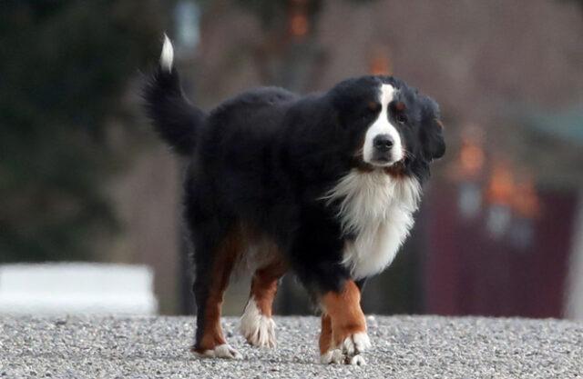 爱尔兰总统的爱犬去世，上周因冷落拜登的视频火遍全网