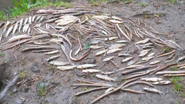 爱尔兰Clare郡的河流中发生大规模鱼群死亡事件