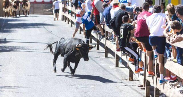 爱尔兰男子在西班牙奔牛节上被公牛顶成重伤