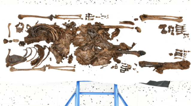 北爱尔兰沼泽中发现一具2,000多年前去世的少年遗骸