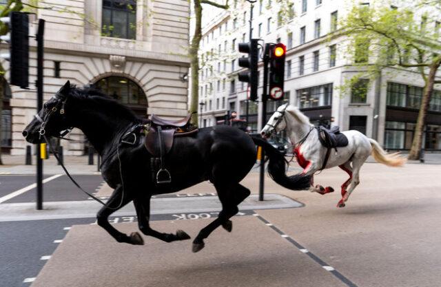 7匹脱缰的军马在伦敦市中心狂奔，导致4人受伤