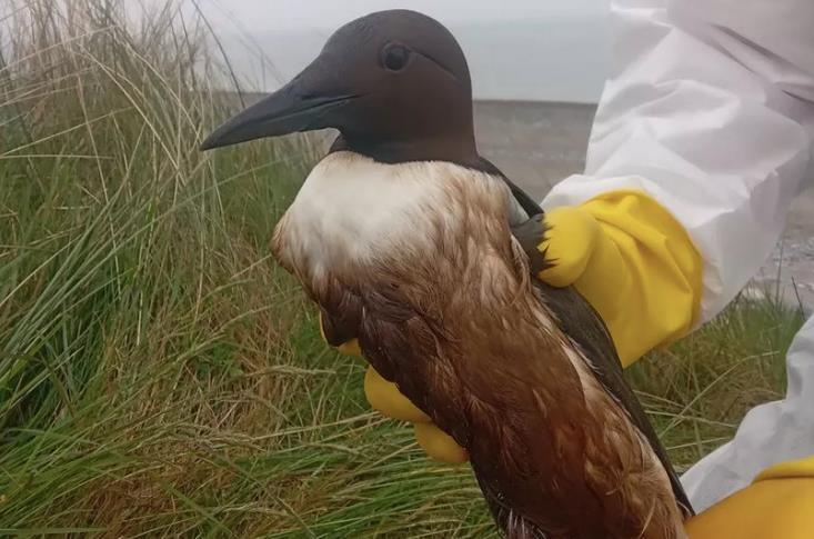 爱尔兰东海岸发生神秘污染，海鸟死亡事件引发关注