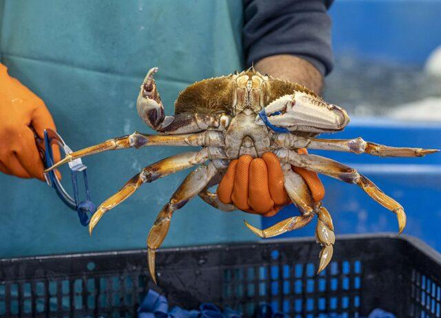 爱尔兰螃蟹市场崩溃，渔民生计岌岌可危