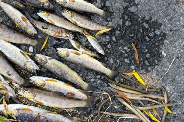 突发：爱尔兰水务局化学品泄漏导致科克水域大量鱼类死亡