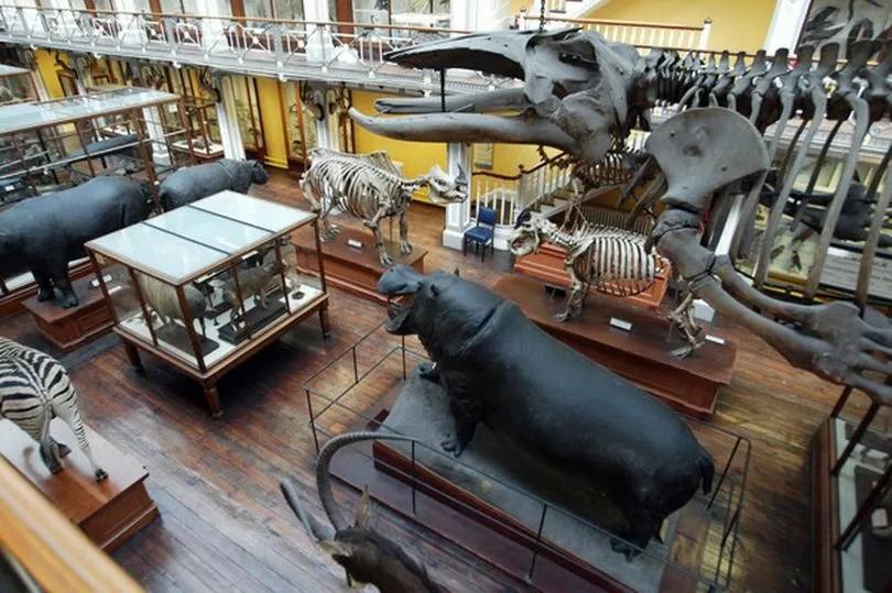 都柏林自然历史博物馆将无限期关闭，进行大规模翻修