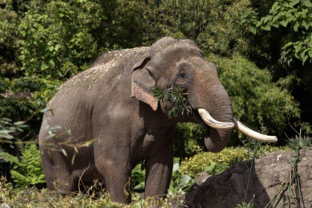 都柏林动物园迎来了第一头长着獠牙的公象Aung Bo