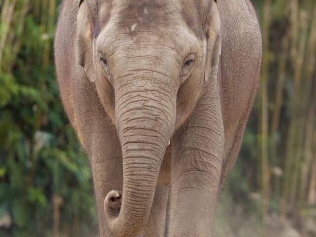 都柏林动物园的第三头大象确诊感染致命病毒
