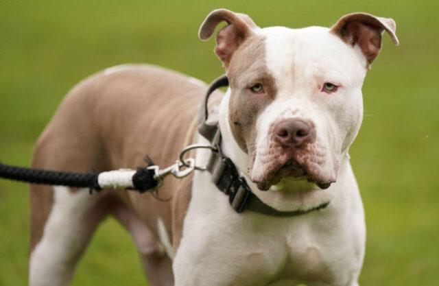 爱尔兰10月起禁养XL恶霸犬，违规将面临安乐死