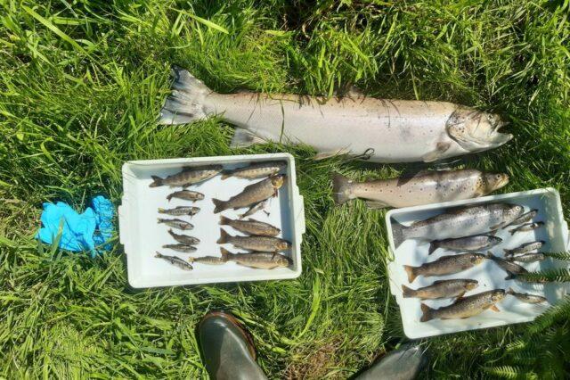 爱尔兰Wicklow水域惊现2,000条死鱼，公共健康面临威胁