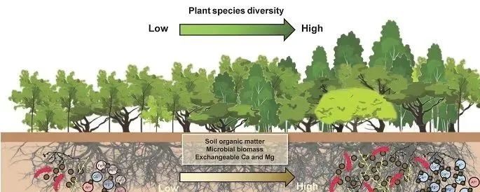 植物物种多样性有益于喀斯特森林土壤氮转化速率